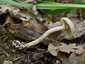 Tavaszi rétgomba (Agrocybe praecox), Pilis